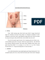 Anatomi Sistem Urogenitalia