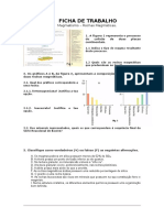 Ficha Rochas Magmáticas