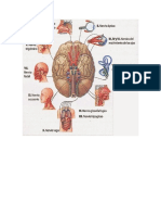 cerebro