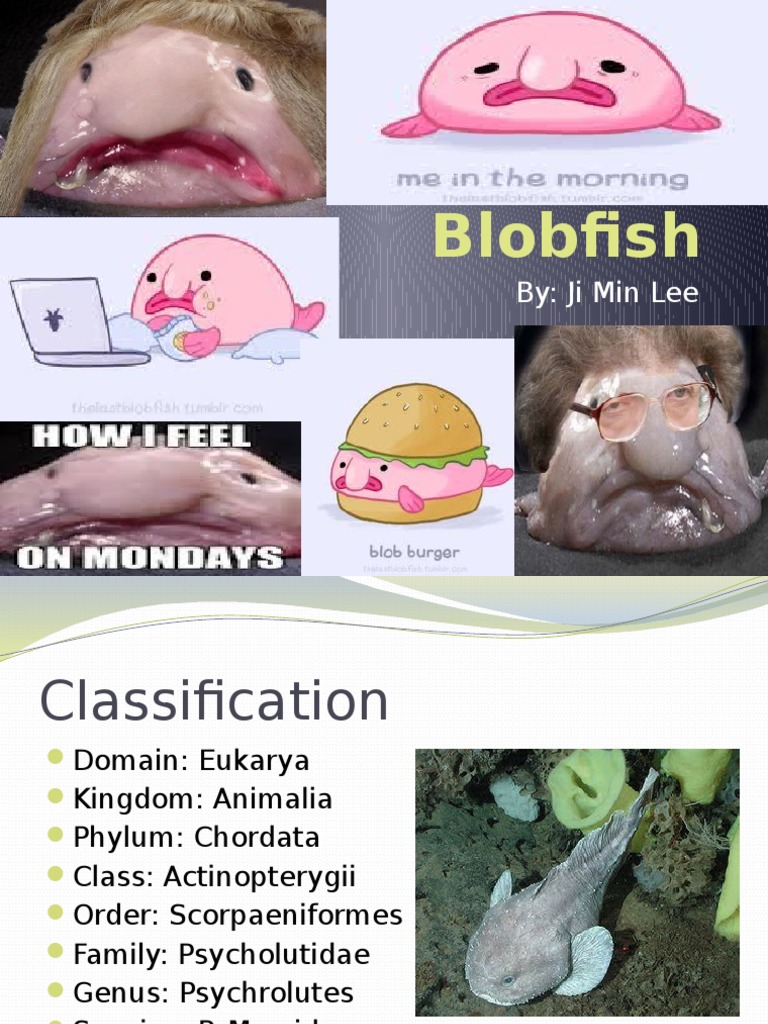 blobfish Corazón Hábitat