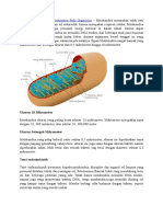 Pengertian Dan Fungsi Mitokondria Pada Organisme