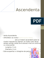 Aorta Ascendenta