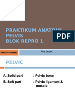 Praktikum Anatomi Repro Pelvis
