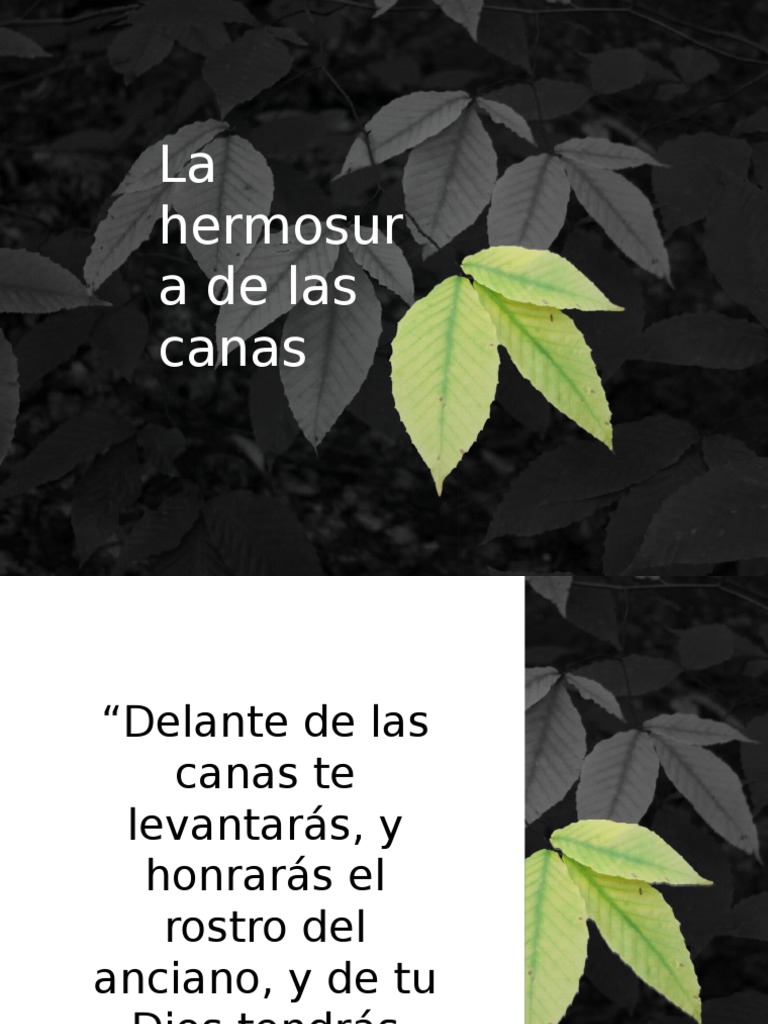 La Hermosura de Las Canas PDF Religión y creencia Biblia