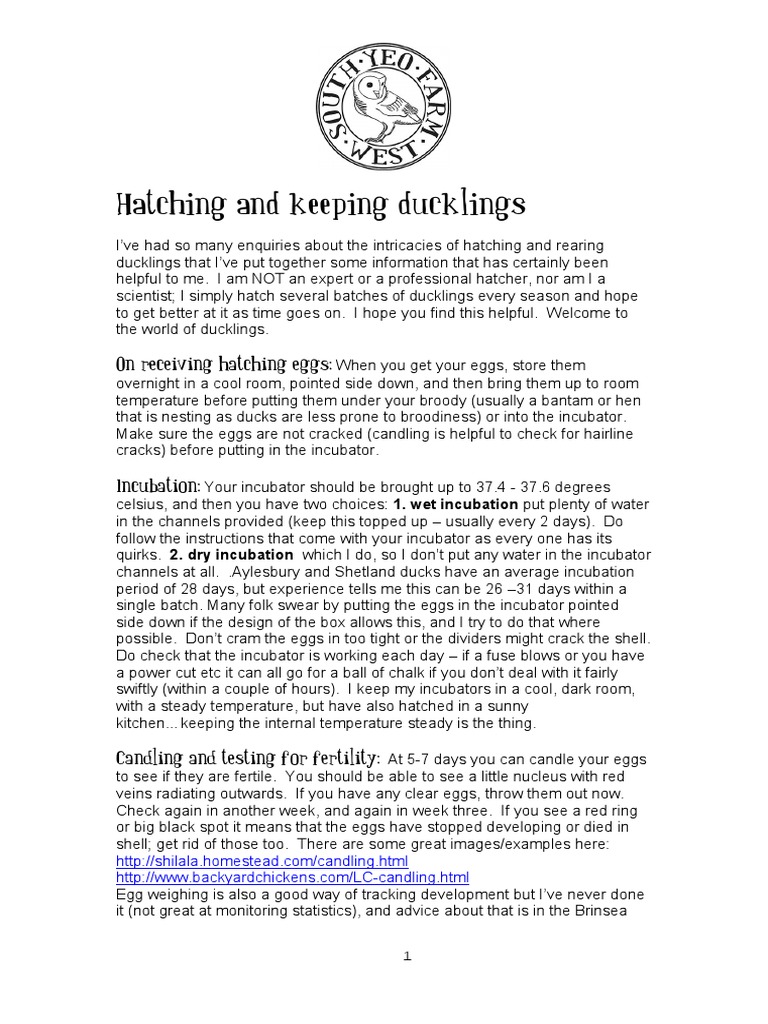 Duckling Hatching & Care Guide | PDF | Chicken | Egg