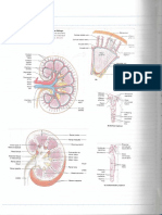 The Blood Supply to the Kidneys