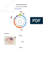 CICLO CELULAR - Ficha