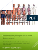 Anatomia Pulmonar 