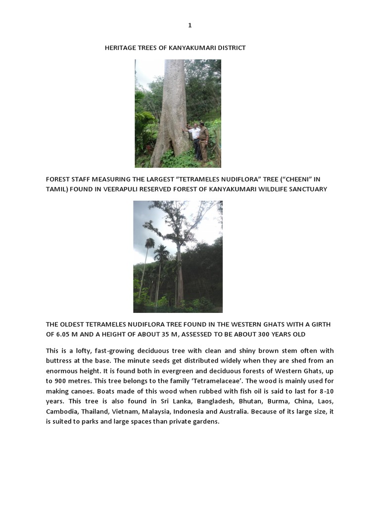 Heritage Trees of Kanyakumari District | PDF | Trees | Conservation ...