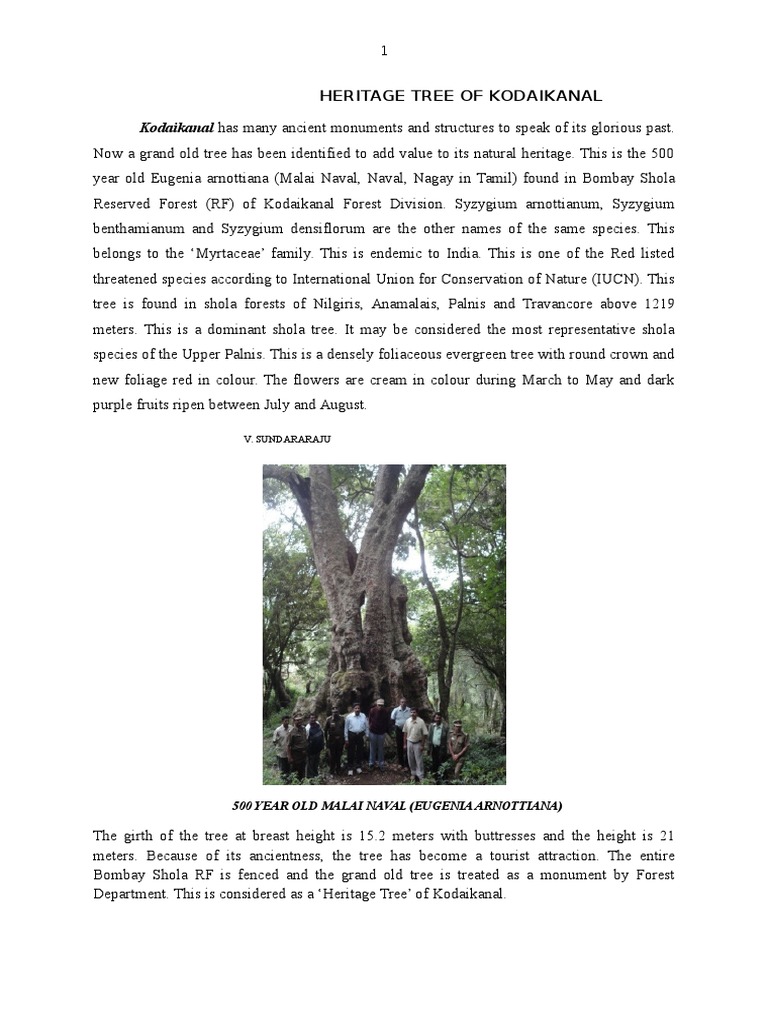 Heritage Tree of Kodaikanal: Malai Naval | PDF | Trees | Horticulture ...