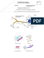 Autonomo 12 Anatomia