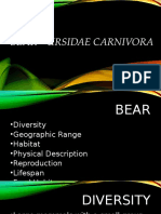 BEAR - Ursidae Carnivora