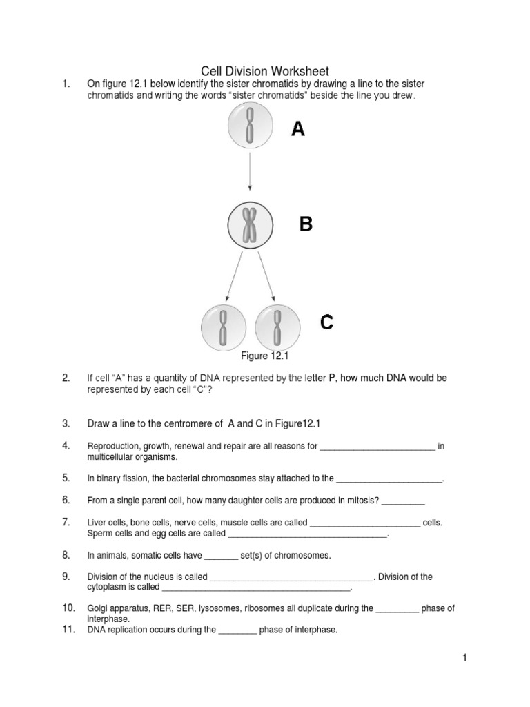 Cell Division Worksheet  PDF  Mitosis  Cell Cycle Within Cell Cycle Worksheet Answer Key