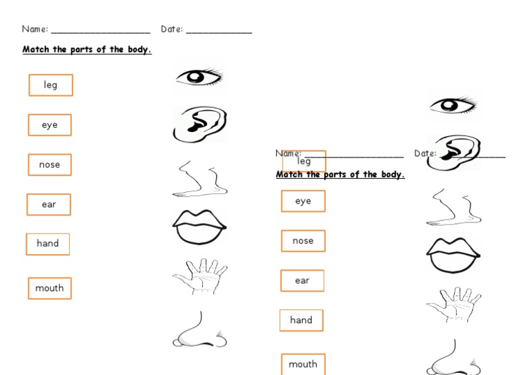 parts of the body worksheet