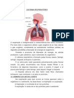 Sistema Respiratório