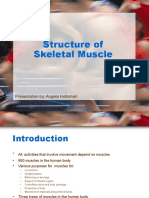 Structure of Skeletal Muscle