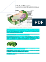 Estructura Celula Vegeta