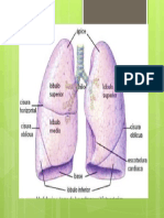 Pulmones, Anatomía y Fisiología