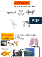 Vertebrates: Classification, Respiration, Reproduction & More