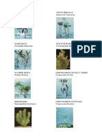 Catalogo de Plantas Nacionales PDF
