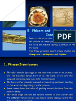 Nota 4 Phloem and Shoot Boring Insect