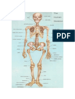 Gambar Anatomi Fisiologi Utuh