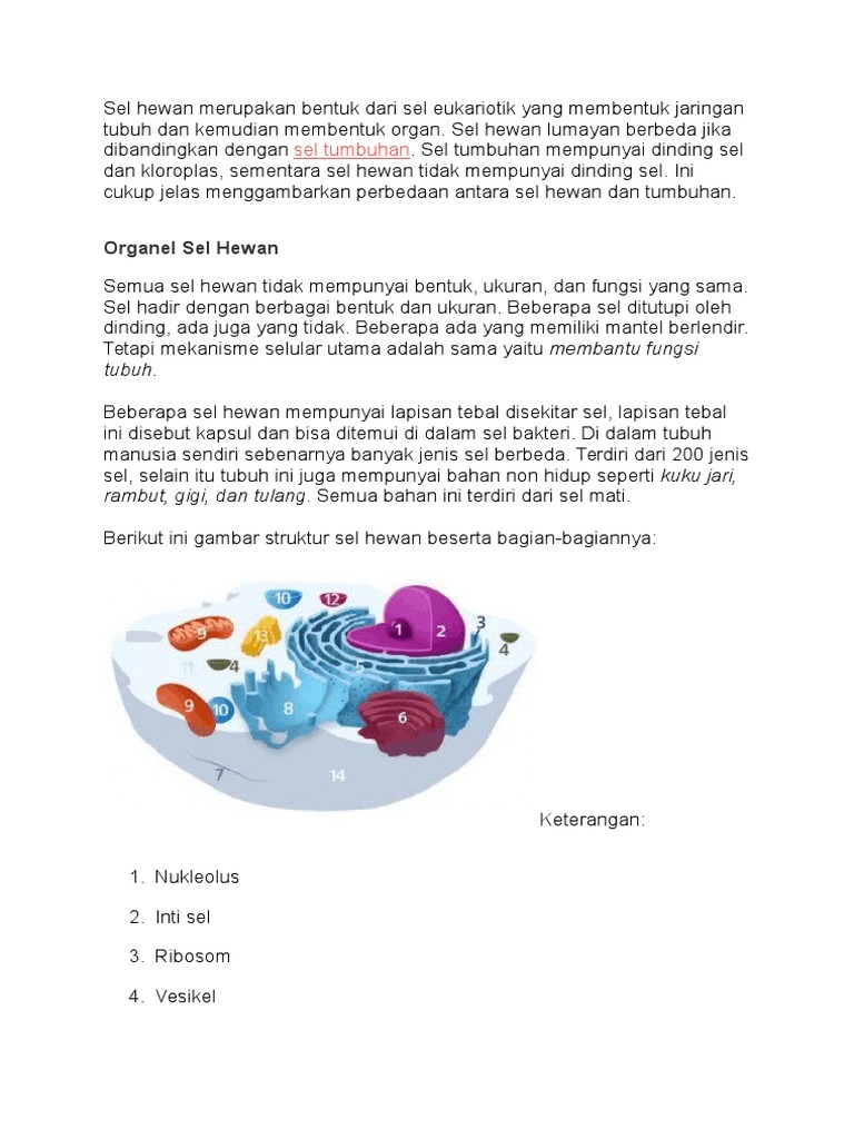 Gambar Sel  Hewan  Eukariotik