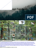 Forest Foodweb by Zach