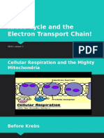 Krebs Cycle and Etc