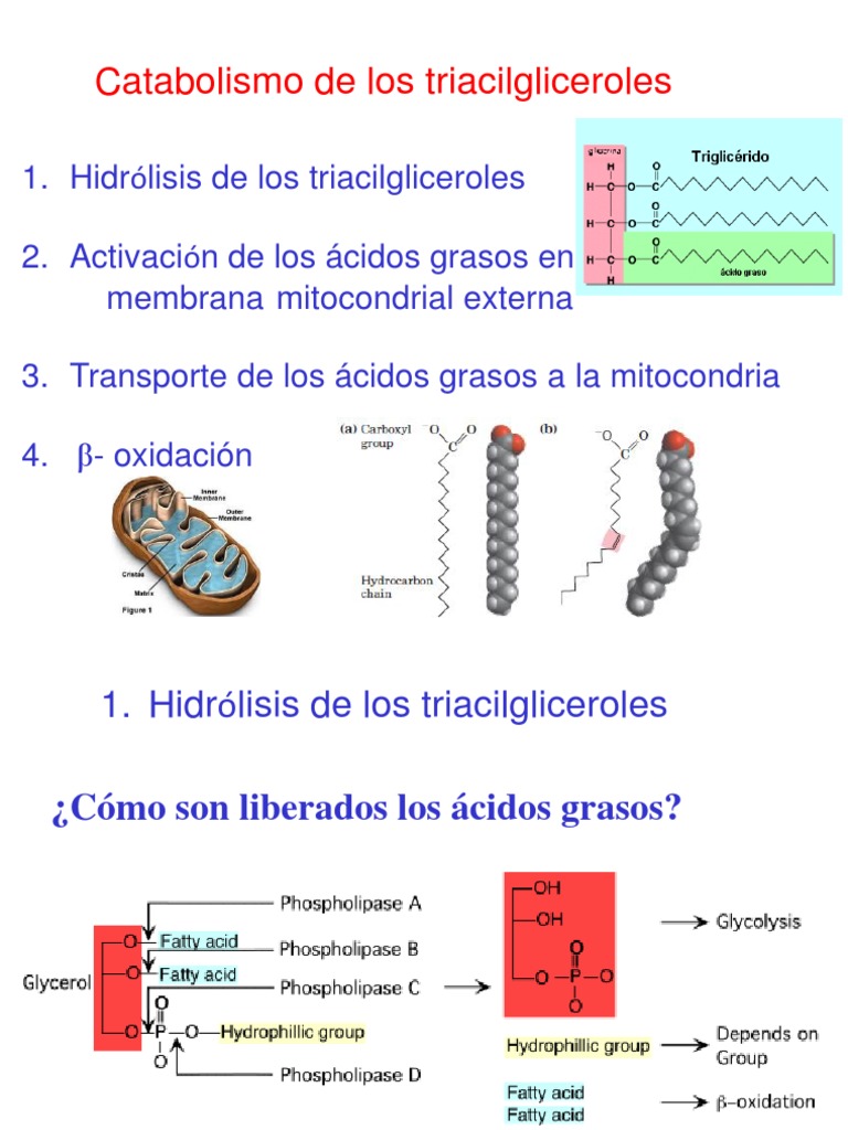 Beta Oxidacion Bioquimica II 2016 Biofísica Molecular