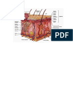 anatomi kulit.docx
