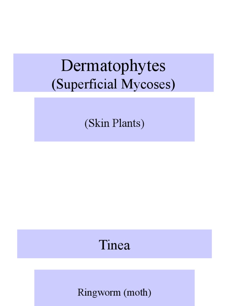 Understanding Dermatophytes and Tinea | PDF