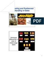 Dates Post Harvest Handling