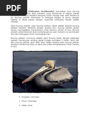Burung Pelikan