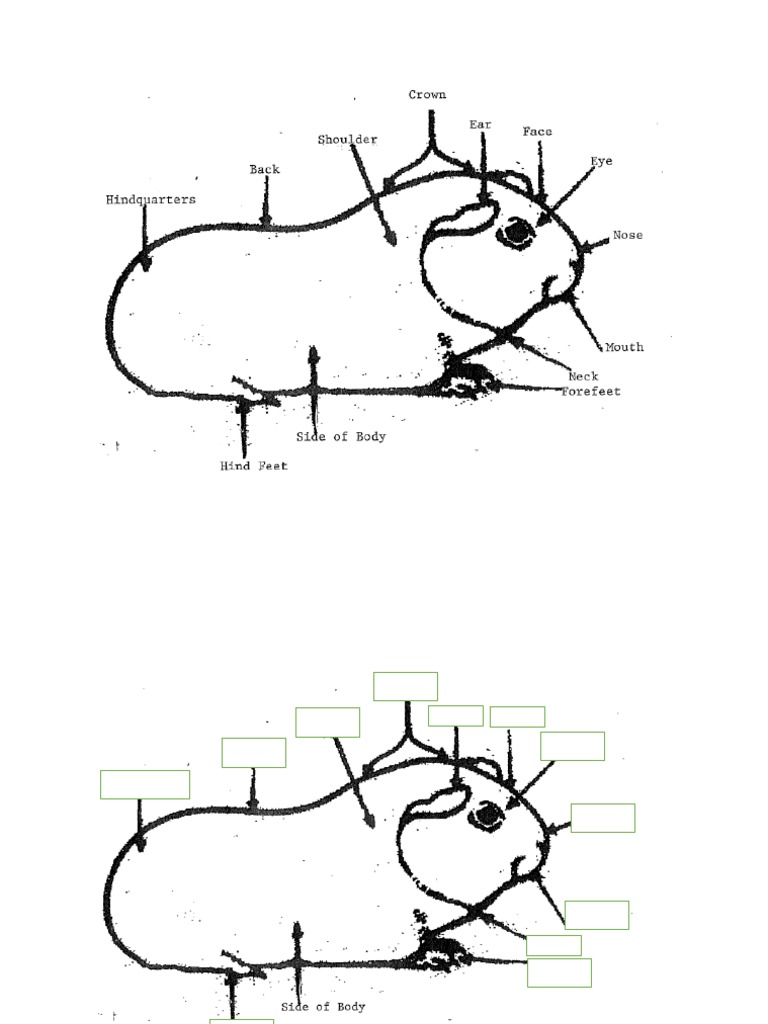 Cavy Body Parts | PDF