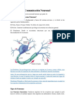 Comunicación neuronal: estructura, tipos y sinapsis