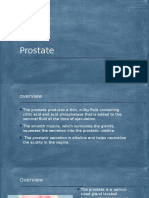 Prostate - Copy