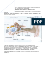 Aparatul Auditiv