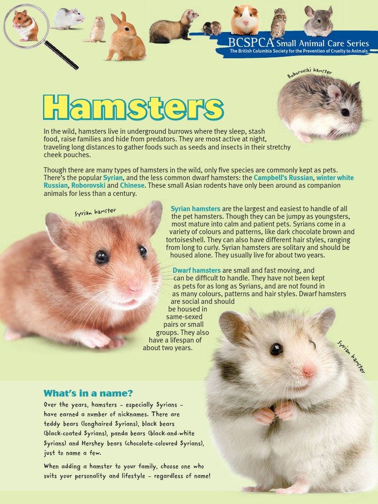 How to Care for Your Hamster