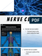 nerve cell