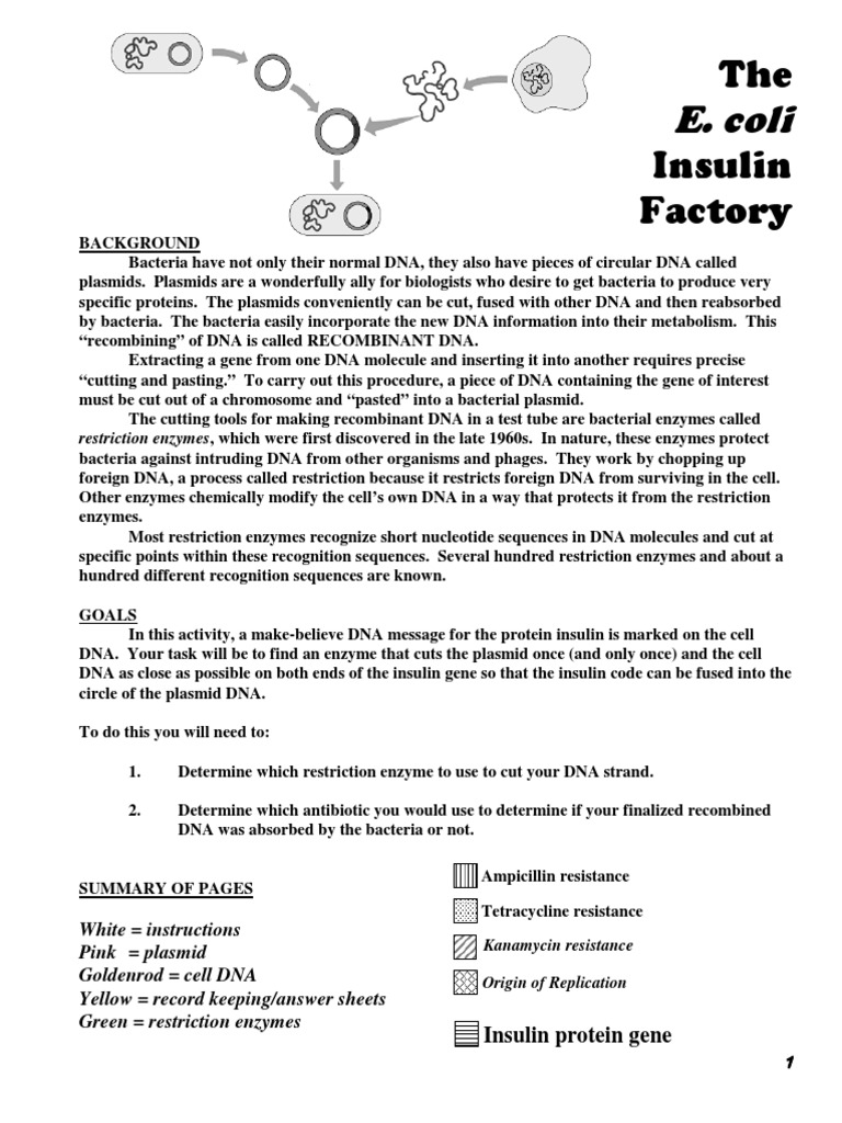 E. coli Insulin Production Process | PDF | Plasmid | Dna