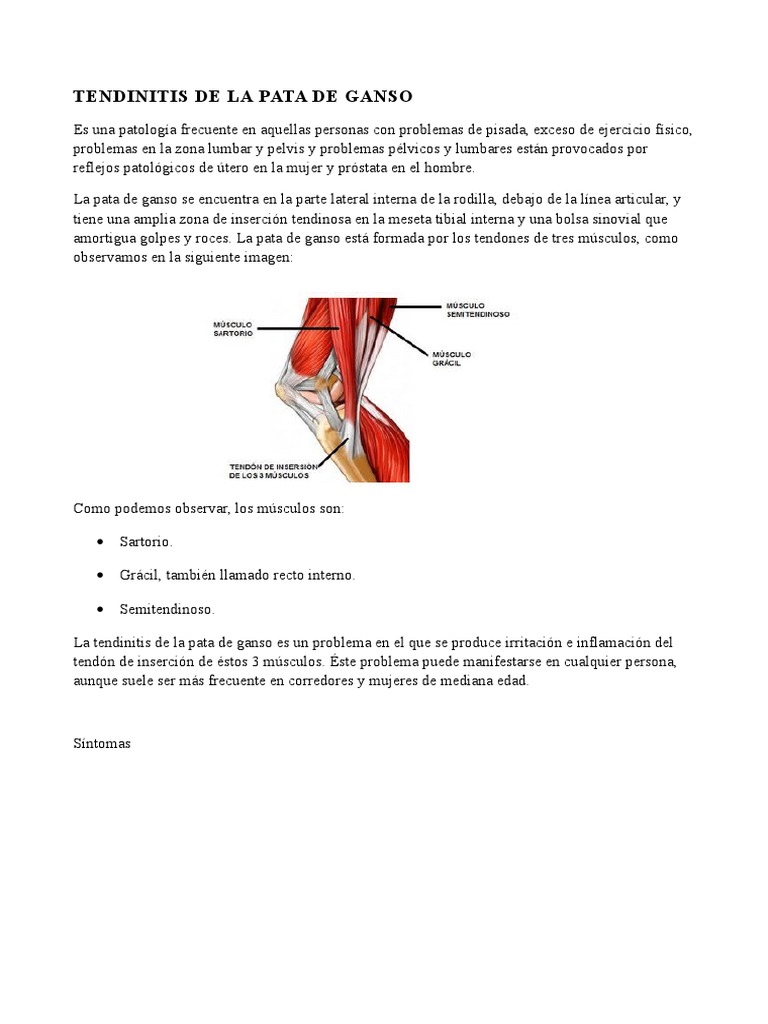 Tendinitis de La Pata de Ganso | PDF | Rodilla | Músculo