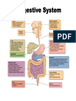 Digestive System4