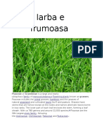 Iarba e Frumoasa: Family Monocotyledonous Flowering Plants Cereal Bamboos Grassland Lawns