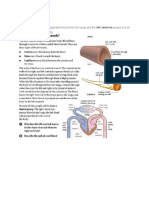 Left Ventricle