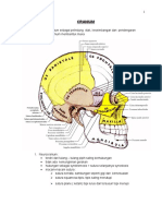 Cranium