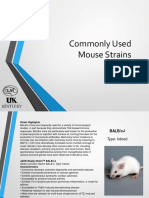 Common Mouse Research Models