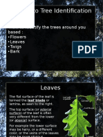 How to Identify Trees