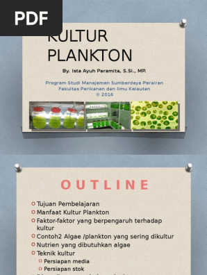 Kultur Plankton