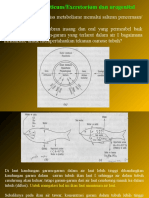 Systema Urogenital